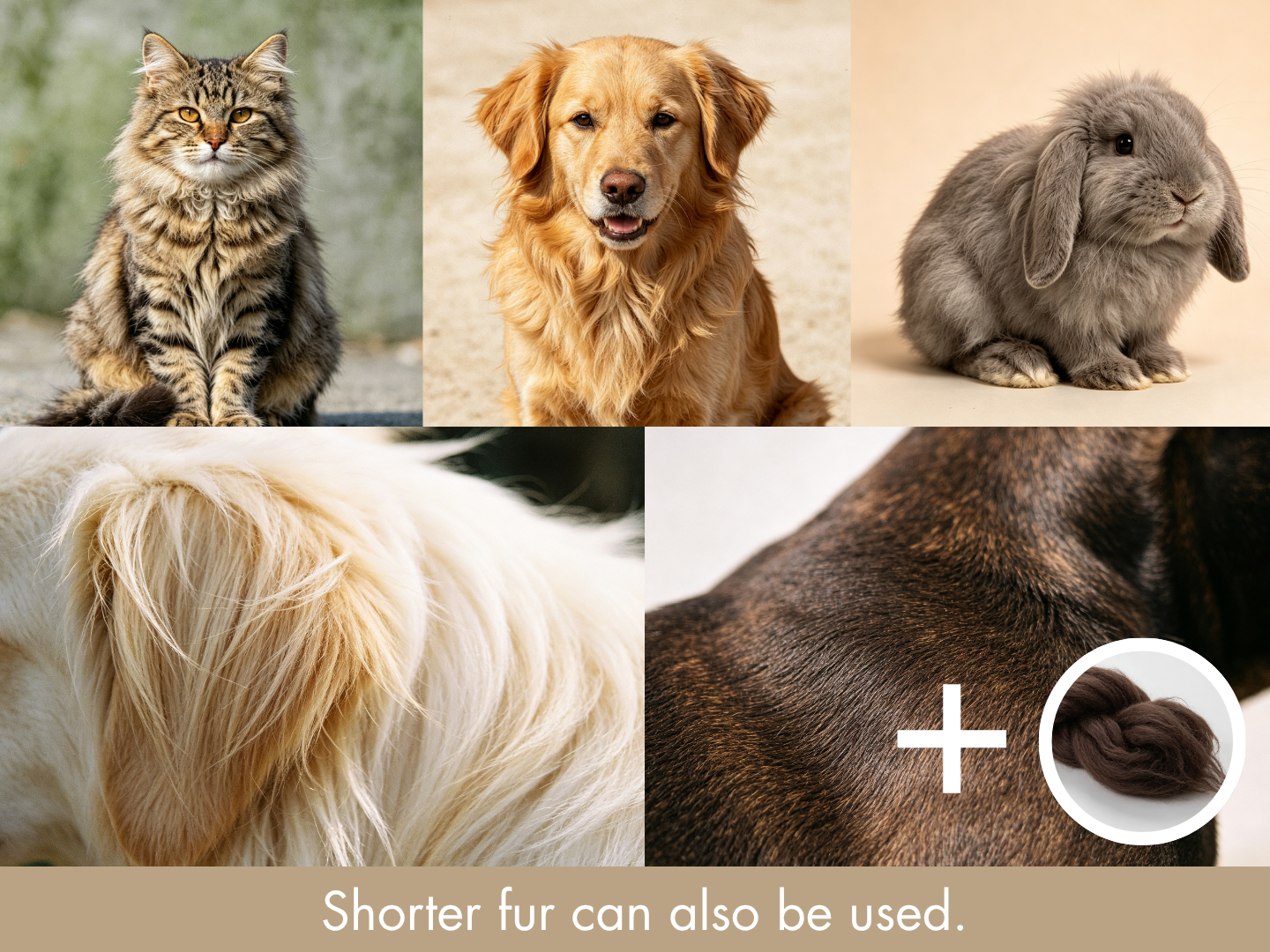 Furever Light for different beloved animal companions